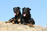 BEAUCERON 579